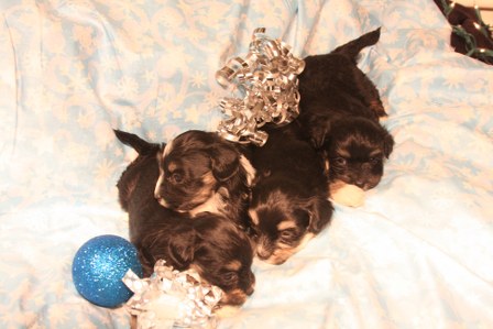 havanese-puppies
